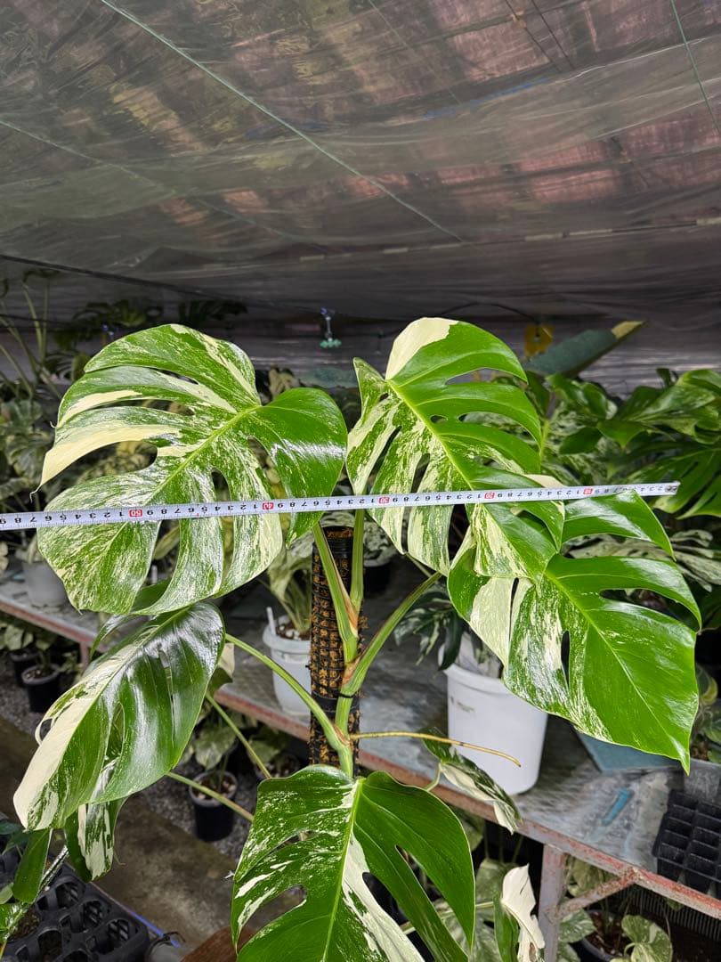 34モンステラ　ボルギシアナ　アルボ　白ホワイトタイガー斑入り　鉢モスポール付き