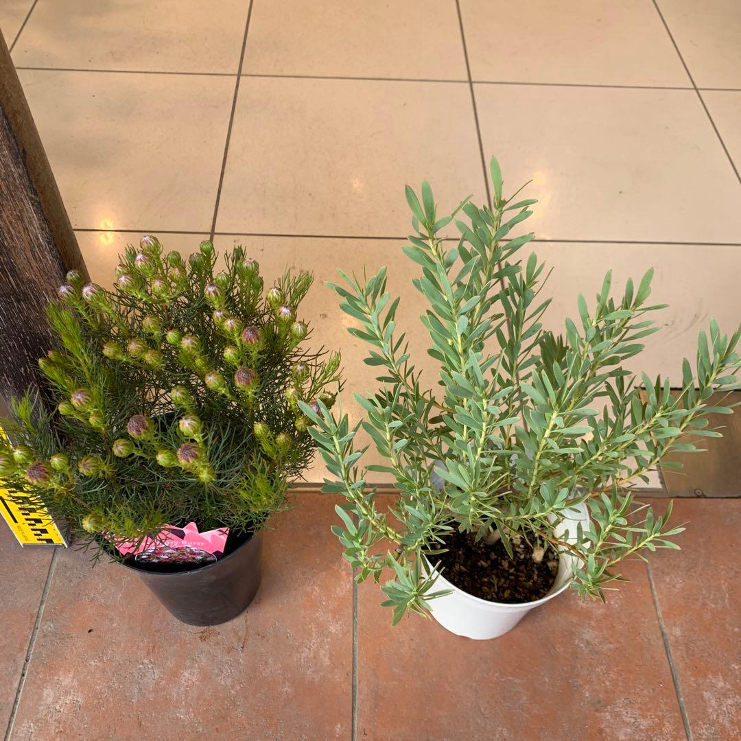 オージープランツ 2種セット