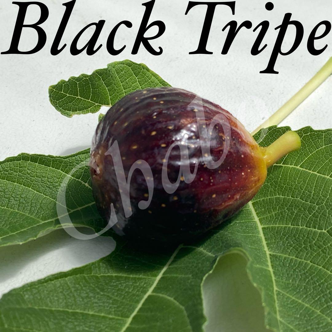 イチジクの優良苗。Black Tripe