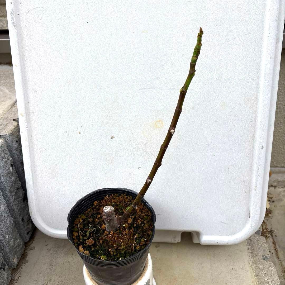 イチジクの優良苗。Black Tripe