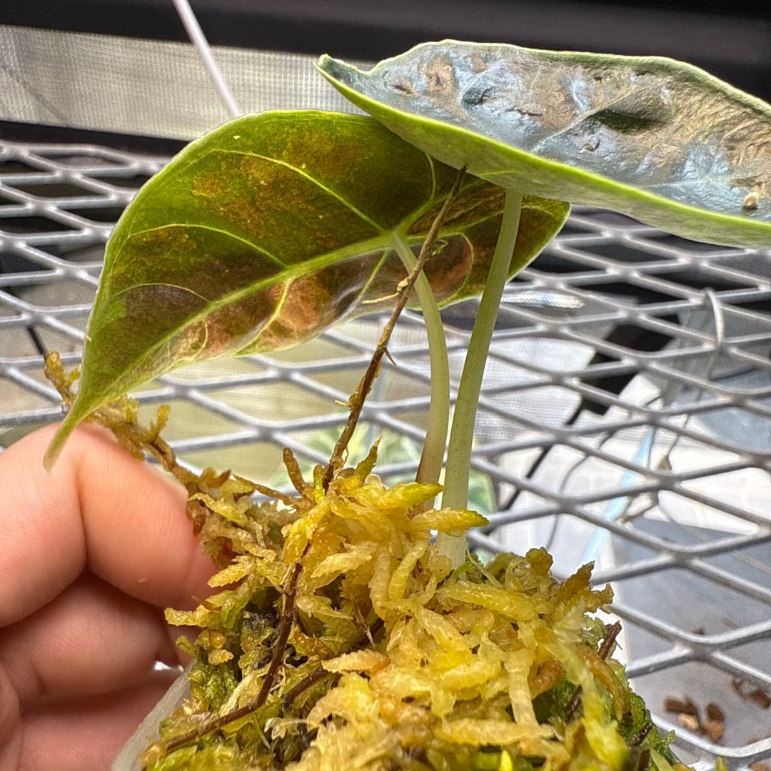 (*@様 希少 アロカシア アズラニー オーレア