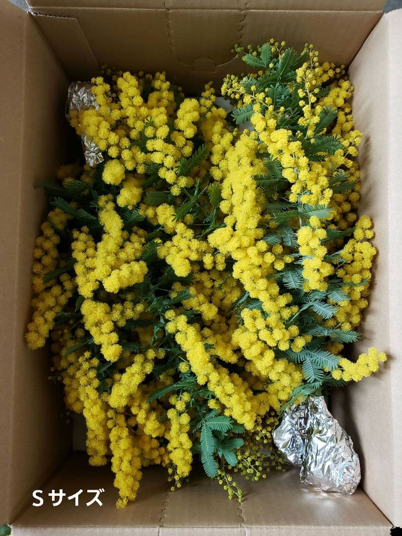 ＊ミモザ生花＊　ご相談窓口〈2026年〉
