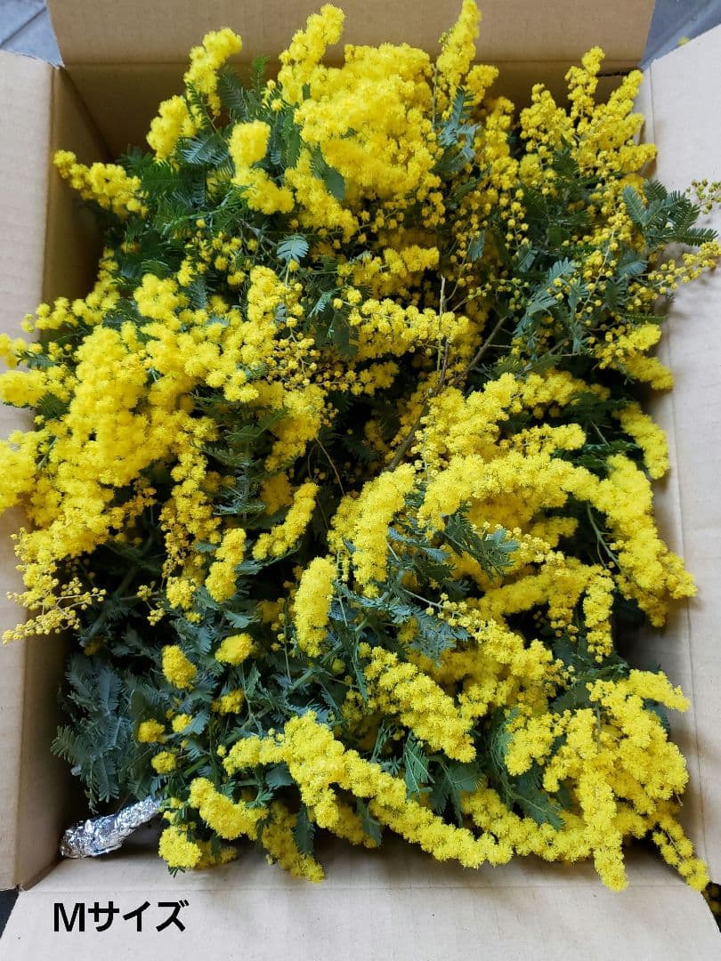 ＊ミモザ生花＊　ご相談窓口〈2026年〉