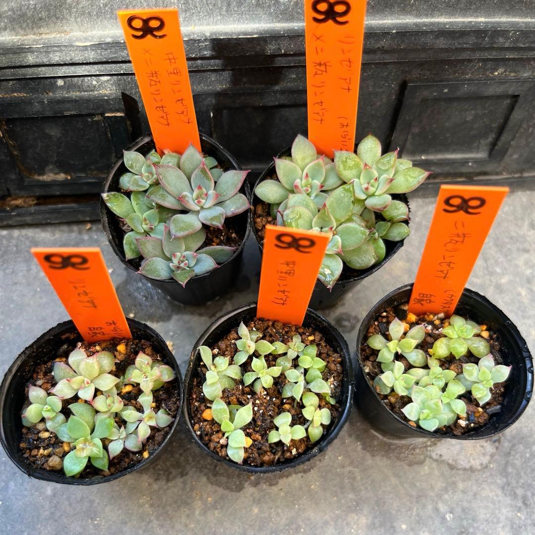 G*送様 リンゼアナセット❤️4センチポット