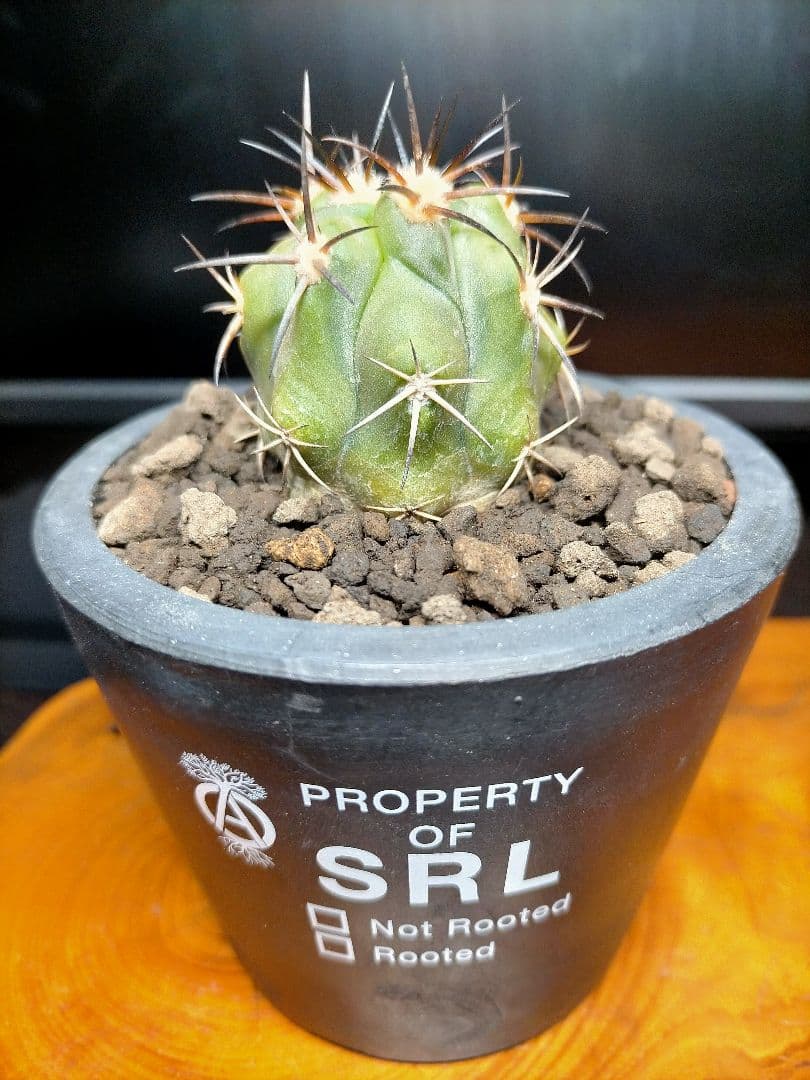 サボテン コピアポア 黒王丸×帝冠竜 (シネレア×カルデラナ) SRL鉢ごと配送