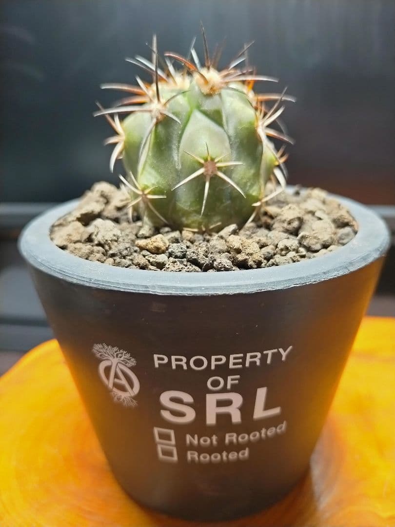 サボテン コピアポア 黒王丸×帝冠竜 (シネレア×カルデラナ) SRL鉢ごと配送