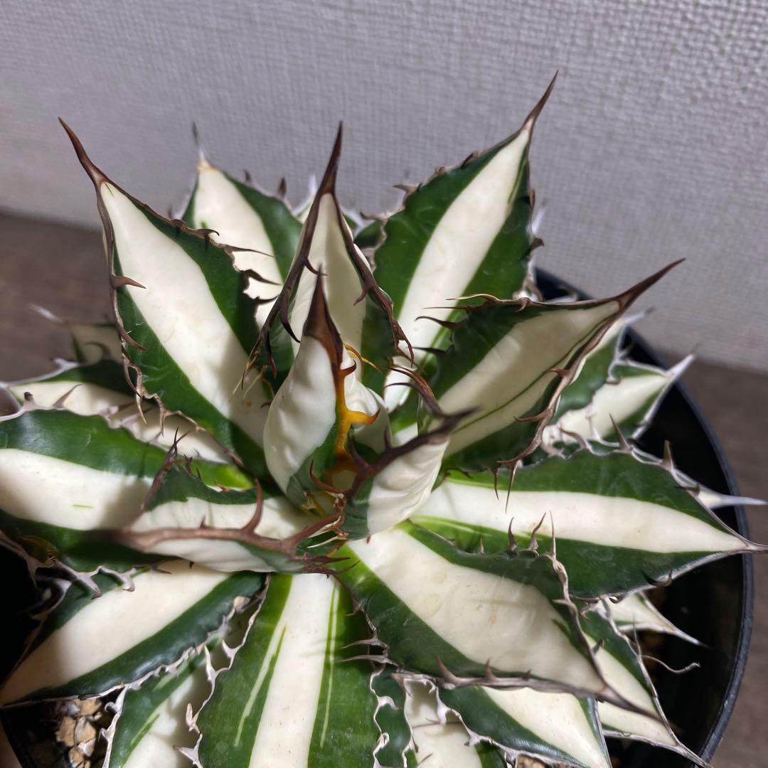 アガベ　ホリダ　白中斑　極上ラスト