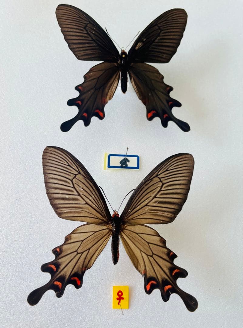 プルトニウスジャコウ（ペア・中国雲南省）