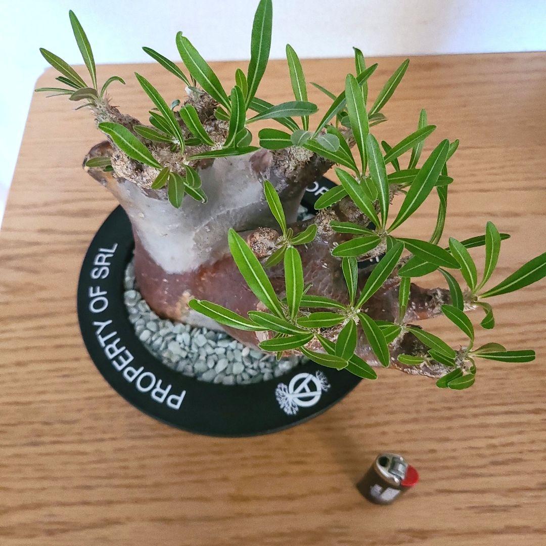 NEIGHBORHOOD　SRL　パキポディウム　イノピツナム