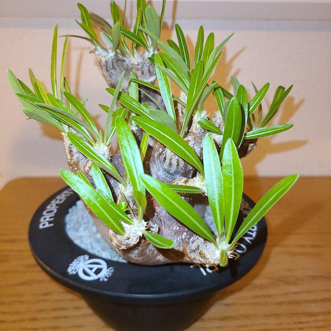 NEIGHBORHOOD　SRL　パキポディウム　イノピツナム