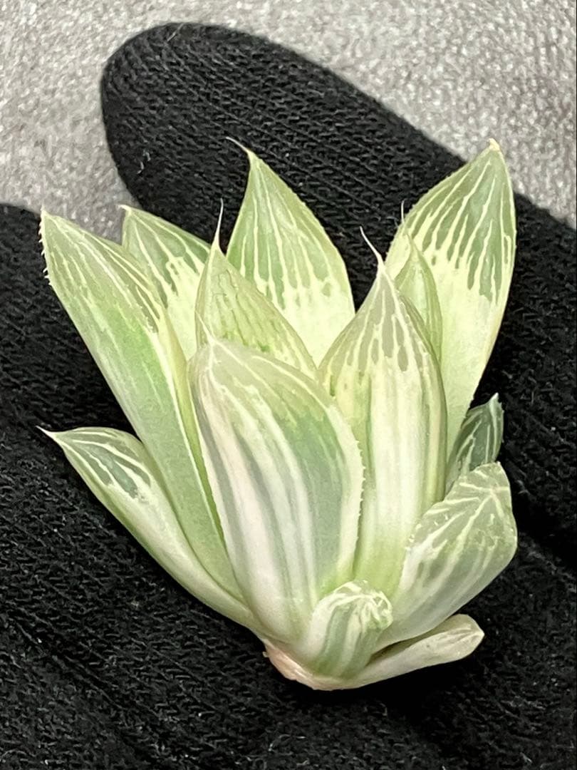 ハオルチア 白蛇伝　②