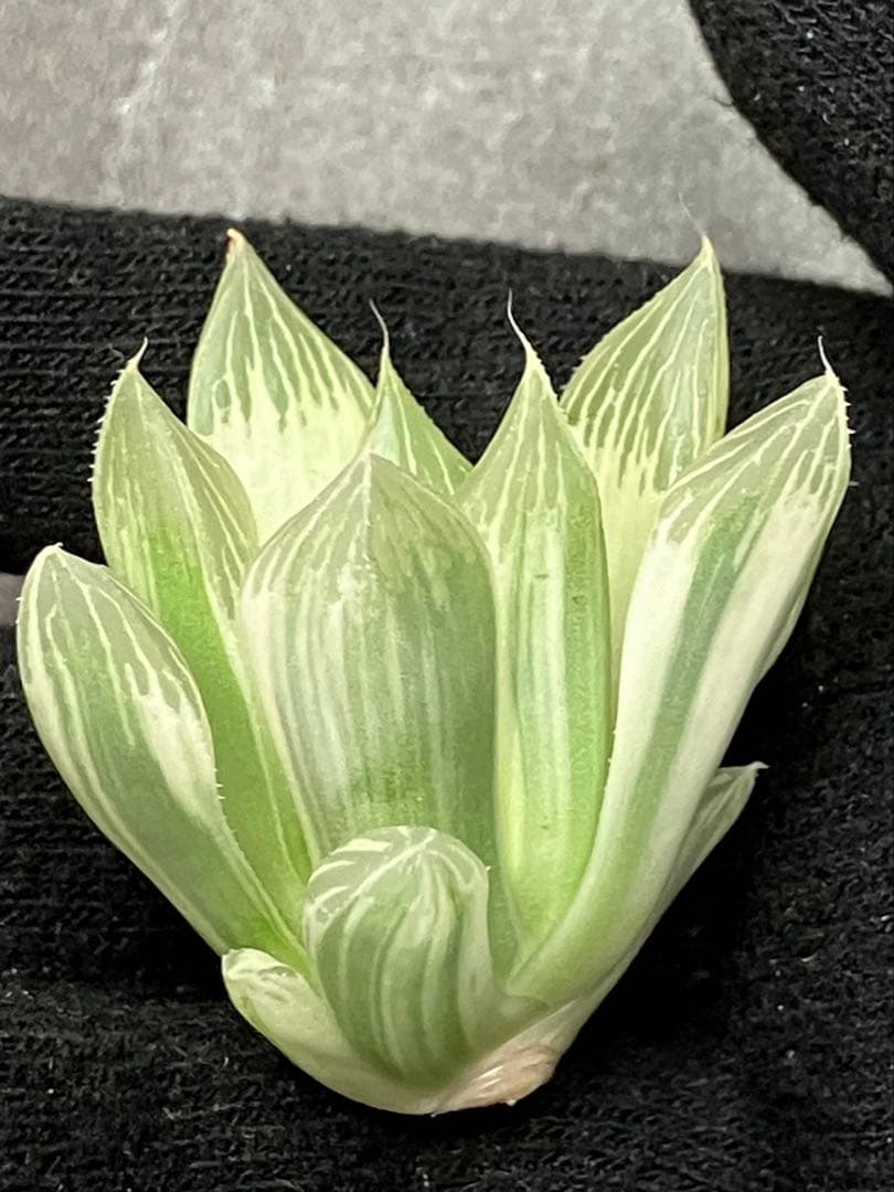 ハオルチア 白蛇伝　②