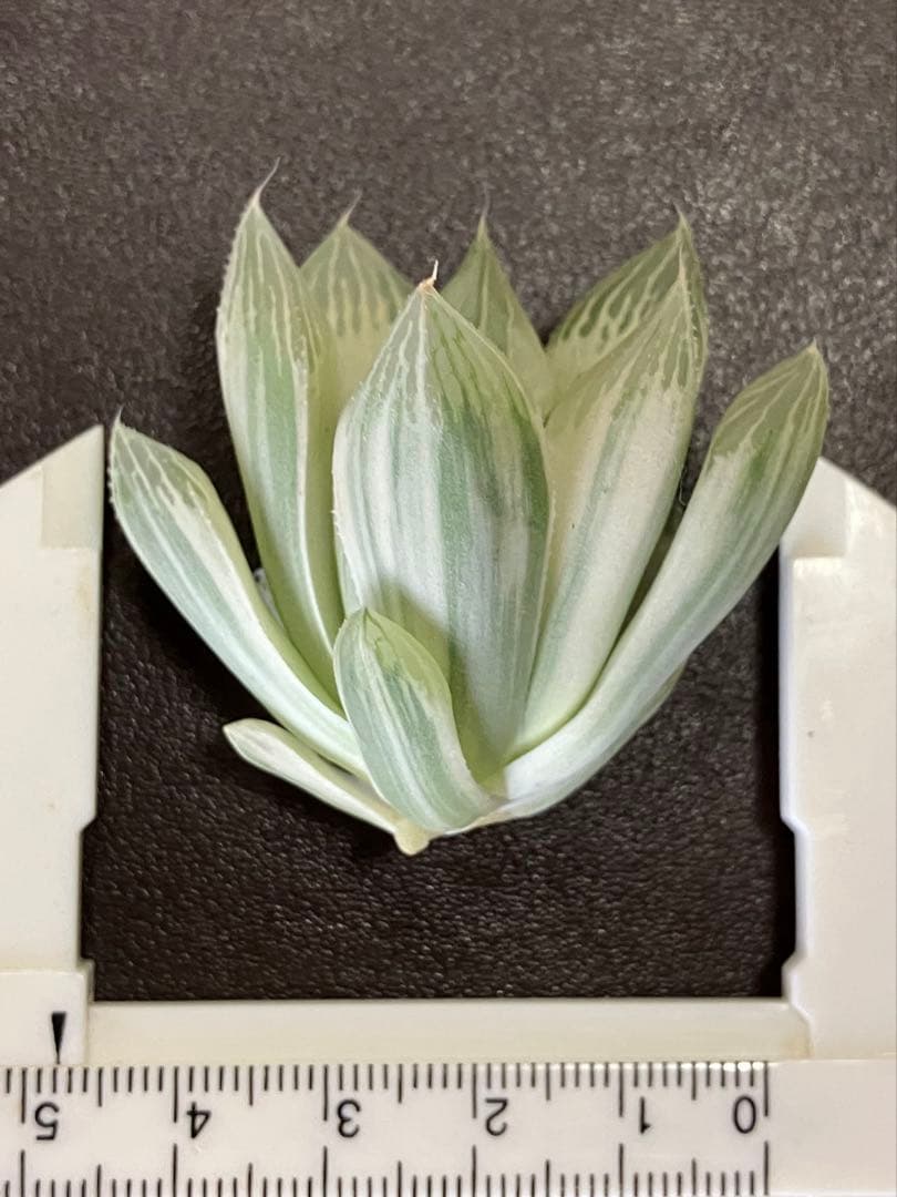 ハオルチア 白蛇伝　②