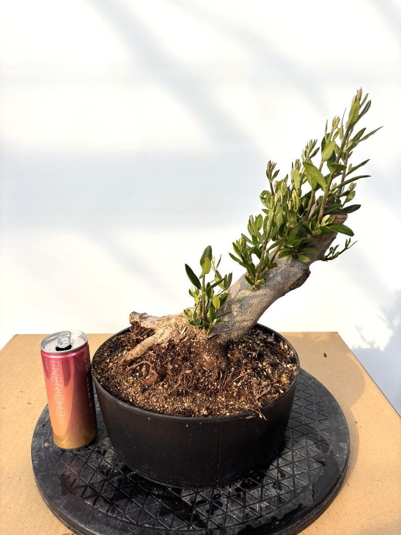 オリーブの木 ルッカ 盆栽風 8号 約40cm 現品販売