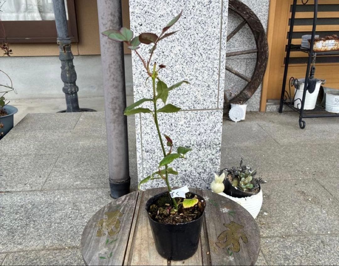 バラ苗　購入前にコメント￼