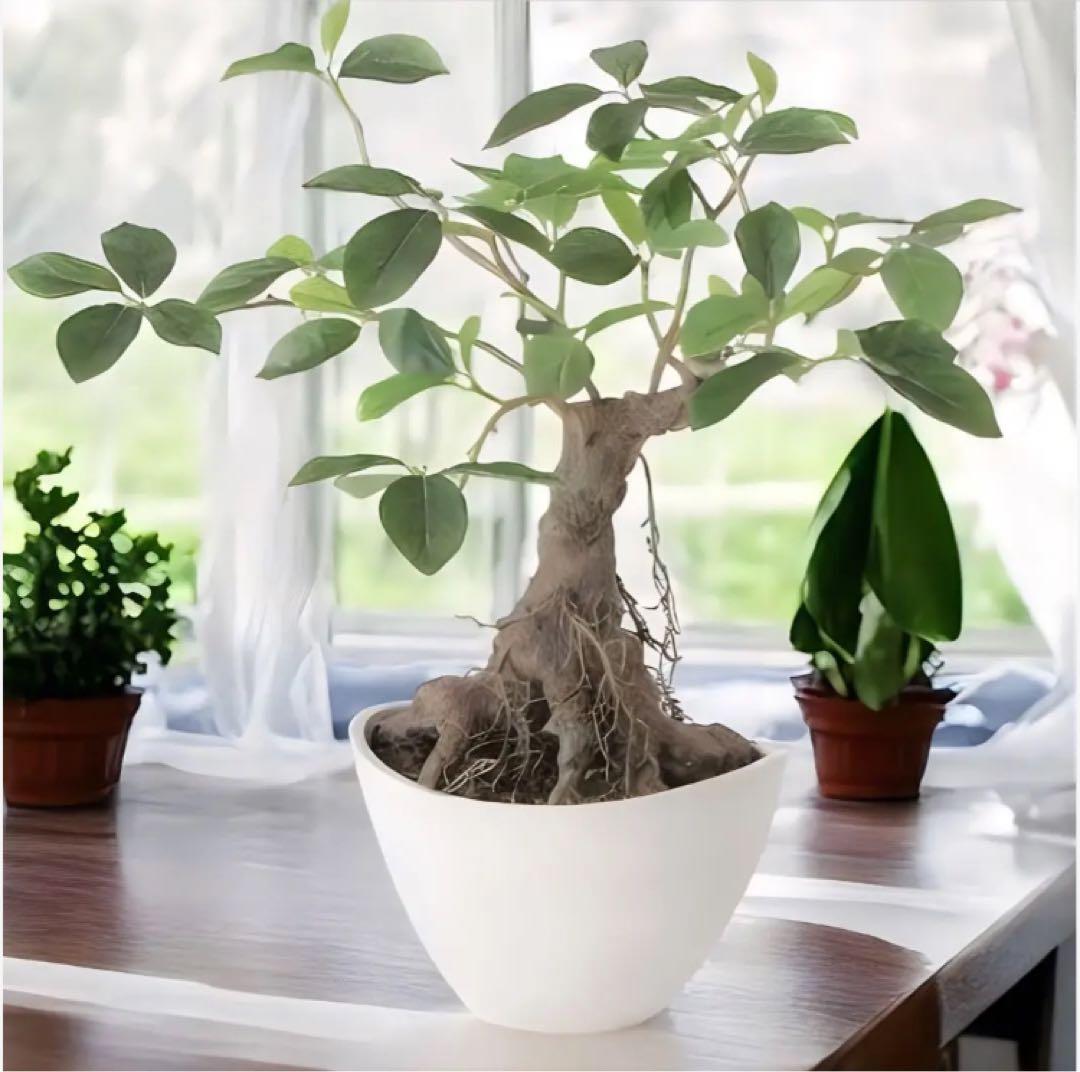 光触媒　人工観葉植物　ウォールグリーン　フェイクグリーン　ガジュマル ボウル@