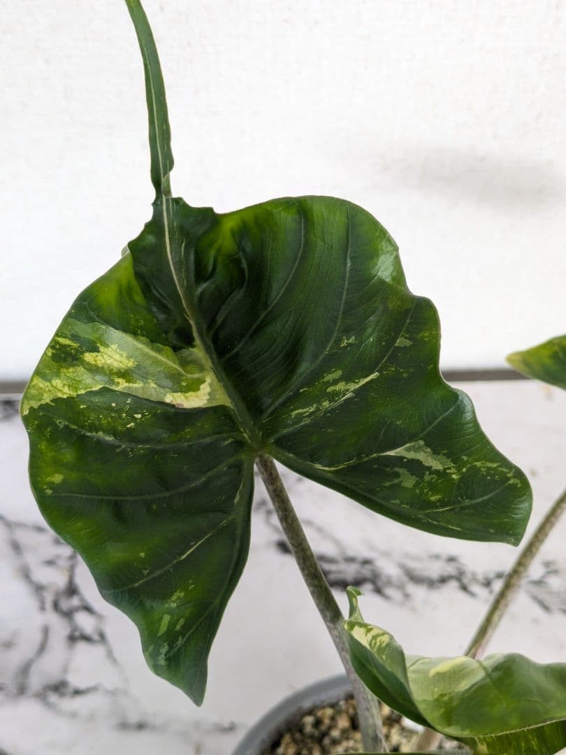 アロカシア　スティングレイ　アルボ（白斑入り）