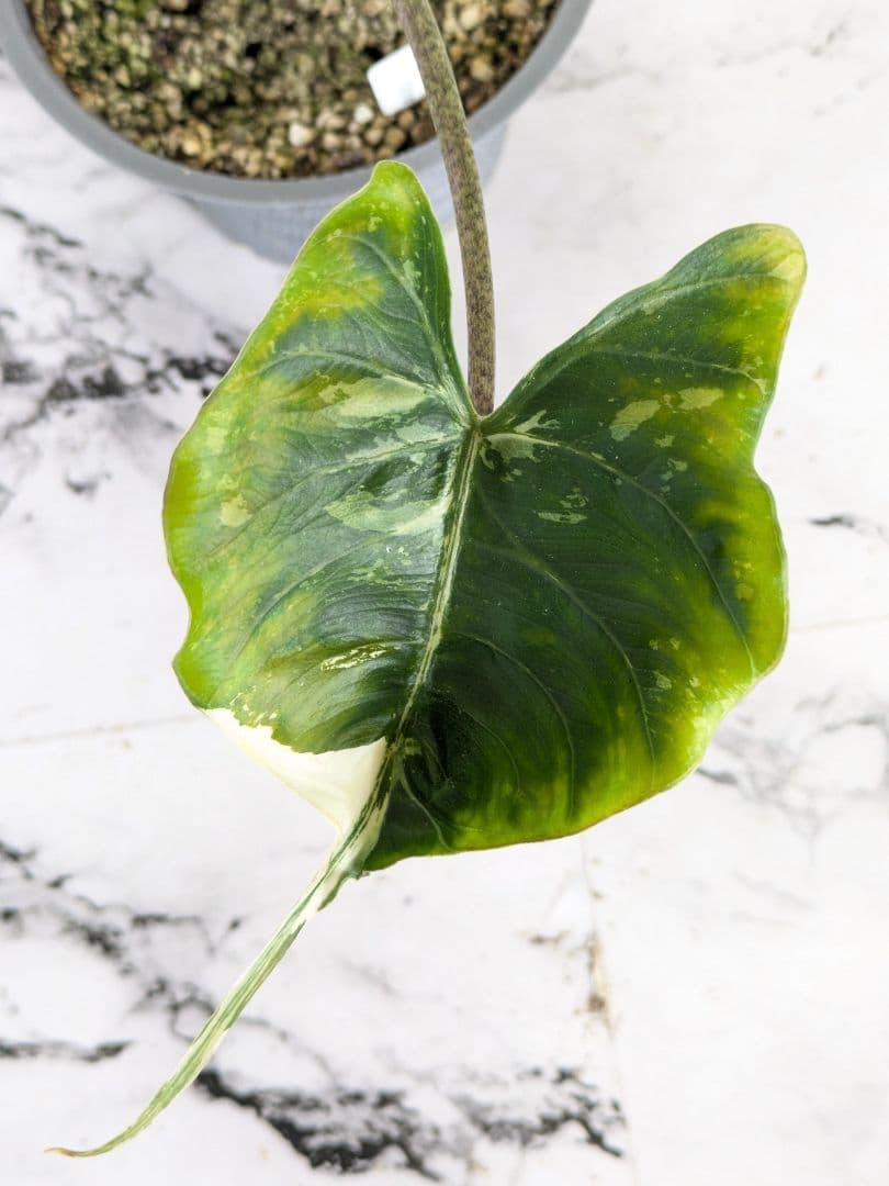 アロカシア　スティングレイ　アルボ（白斑入り）