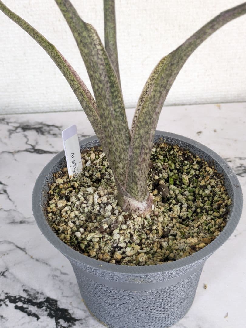 アロカシア　スティングレイ　アルボ（白斑入り）