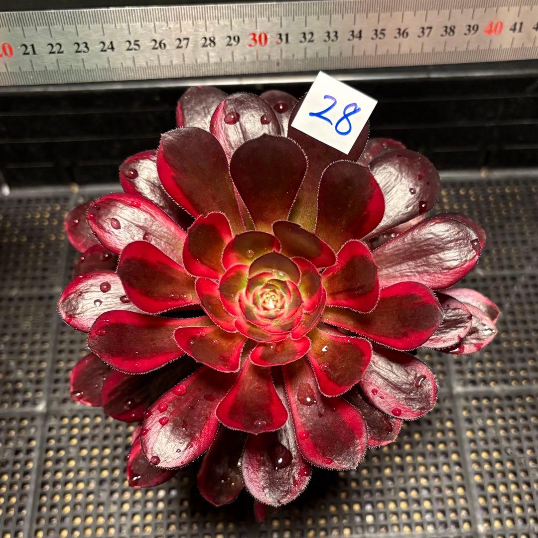 28 #多肉植物アエオニウム錦❤️ シャネル❤️1大頭 5小頭18cm拨き苗