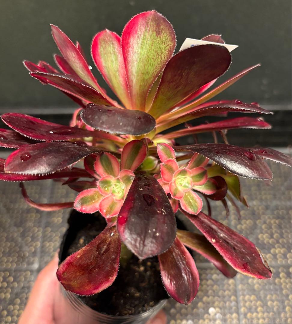 28 #多肉植物アエオニウム錦❤️ シャネル❤️1大頭 5小頭18cm拨き苗