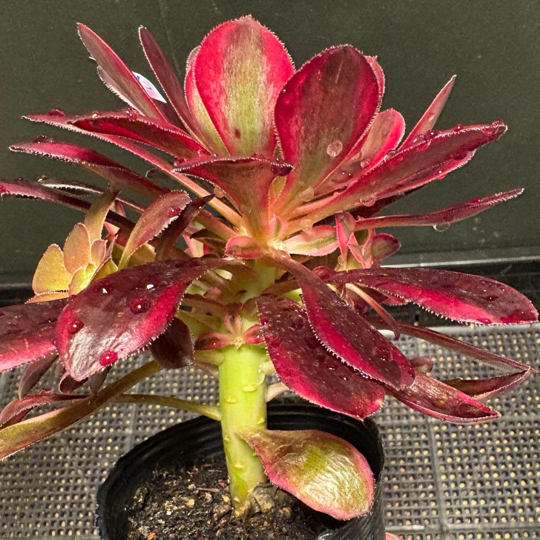 28 #多肉植物アエオニウム錦❤️ シャネル❤️1大頭 5小頭18cm拨き苗