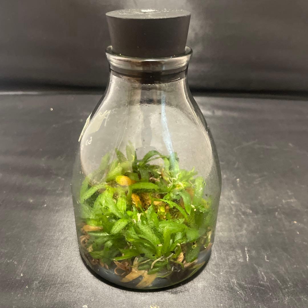 洋蘭　原種　ニオイラン　フラスコ　胡蝶蘭