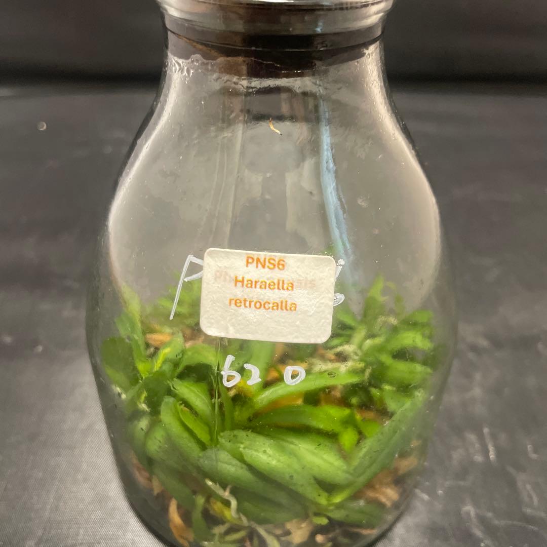 洋蘭　原種　ニオイラン　フラスコ　胡蝶蘭