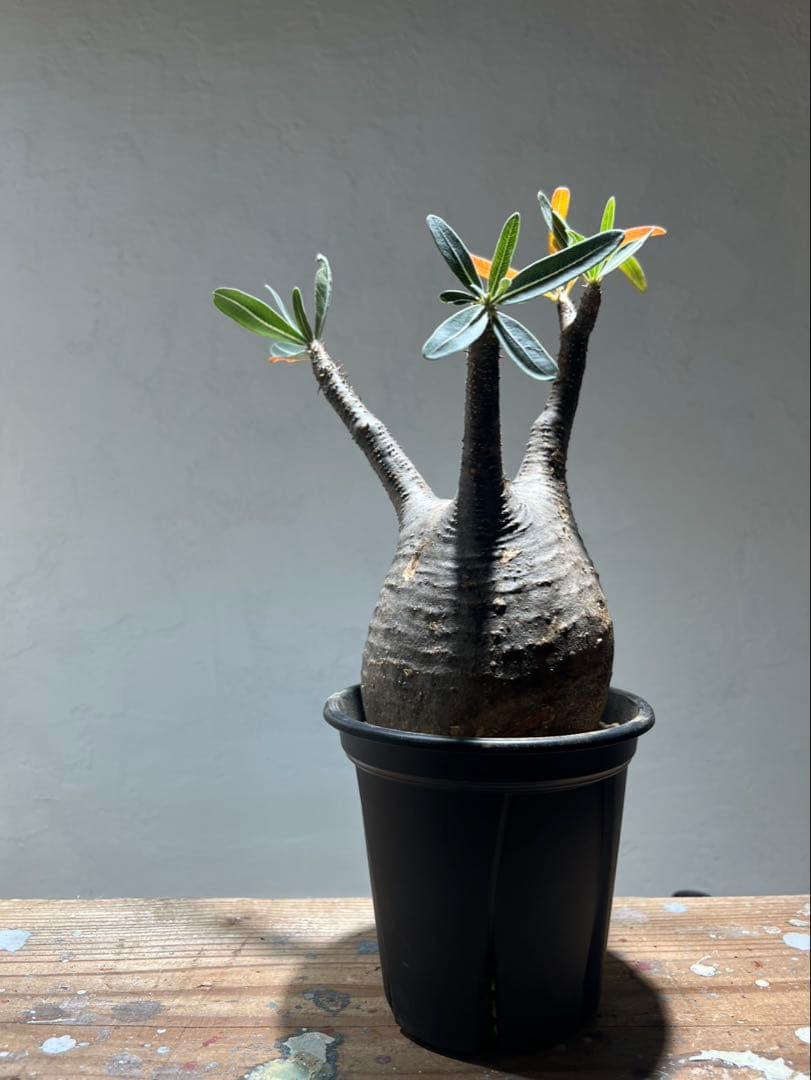 パキポディウム・グラキリス(現地球、発根管理中・発根確認済)