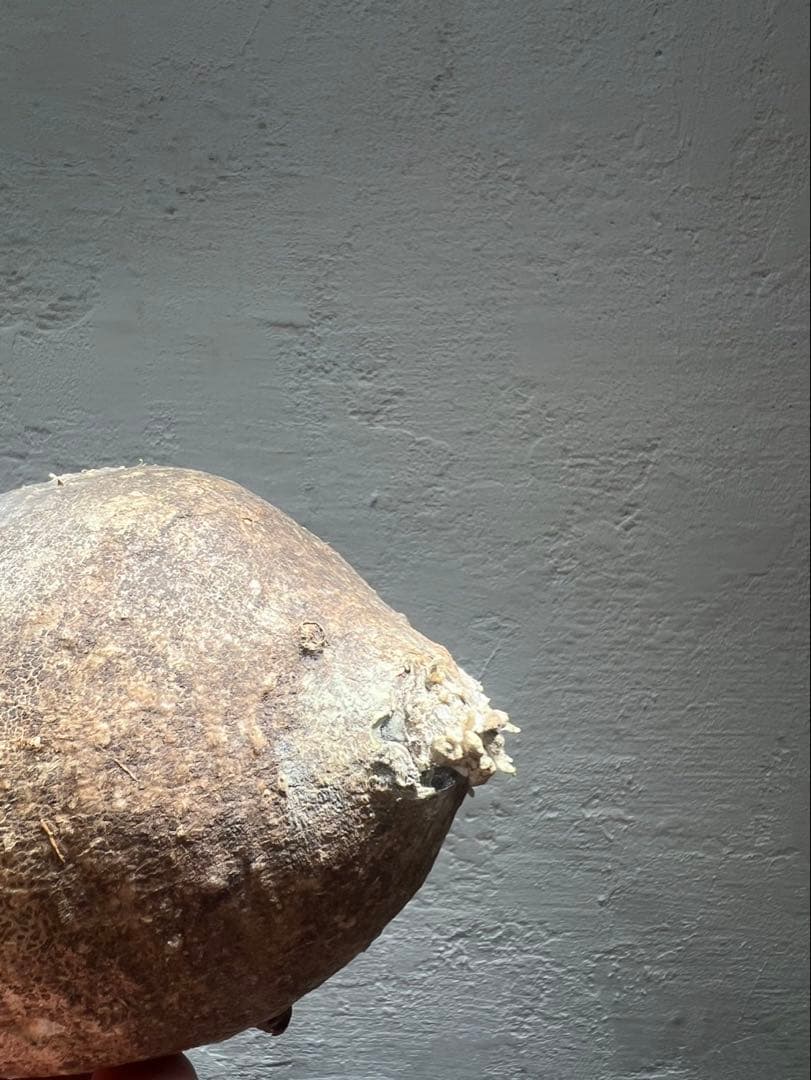 パキポディウム・グラキリス(現地球、発根管理中・発根確認済)