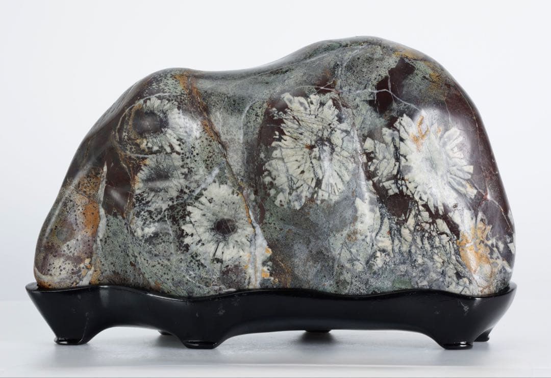 菊花石 紋石 6kg 台座付 鑑賞石 原石 自然石 美石 水石 盆石 飾石 磨石