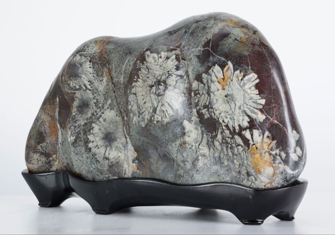 菊花石 紋石 6kg 台座付 鑑賞石 原石 自然石 美石 水石 盆石 飾石 磨石