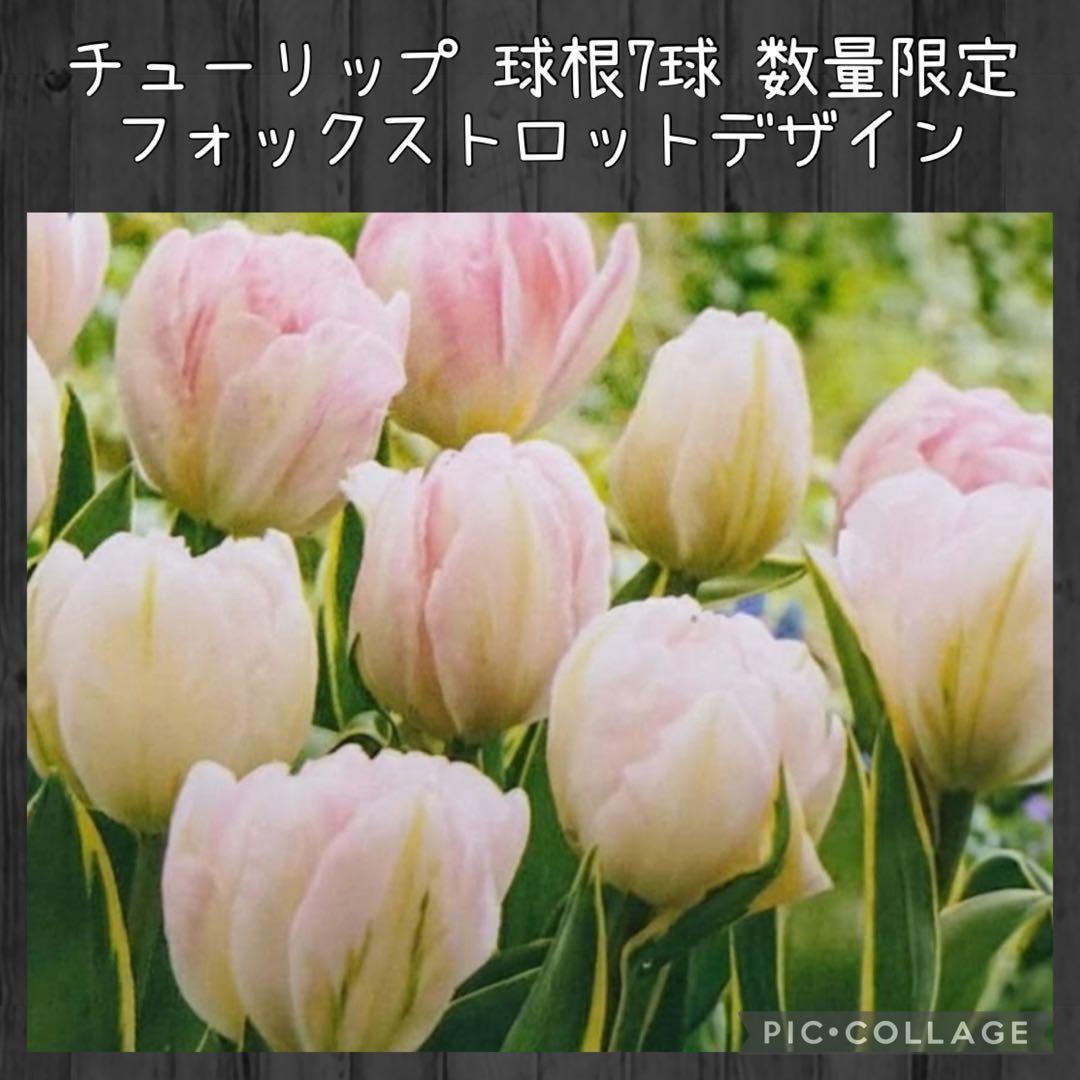 【球根】フォックストロット デザイン　7球　斑入り葉　花色変化　数量限定