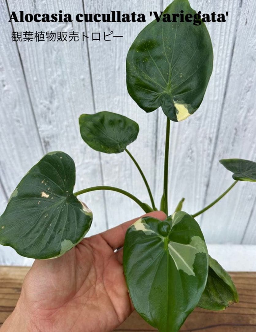 Alocasia Cucullata albo Var. ククラータ斑入り
