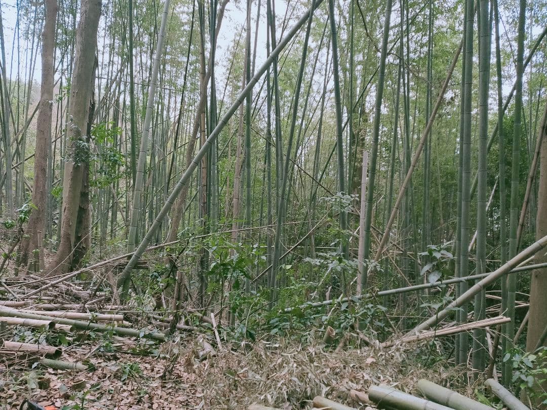 30kg米袋入り竹炭3袋(小粒)(粉ふるい済み)(約120リットル)　大阪産