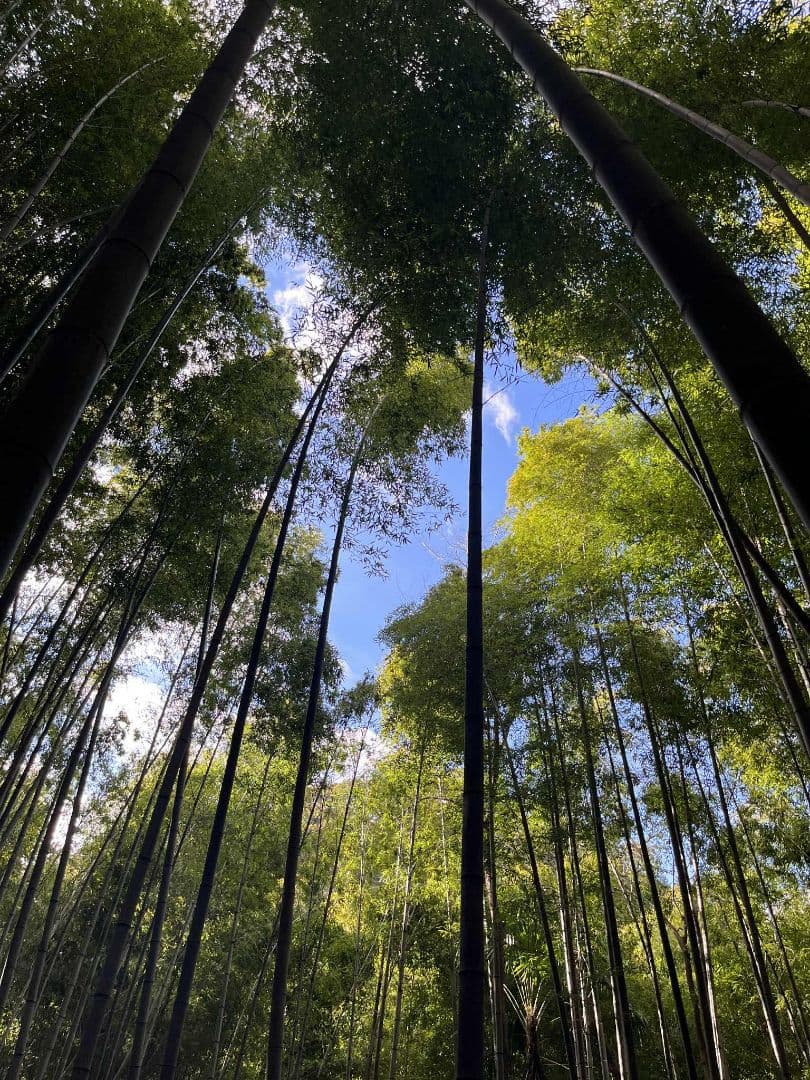 30kg米袋入り竹炭3袋(小粒)(粉ふるい済み)(約120リットル)　大阪産