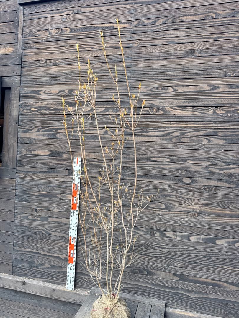 ヤマツツジ/自然樹形【現品発送】管理70884