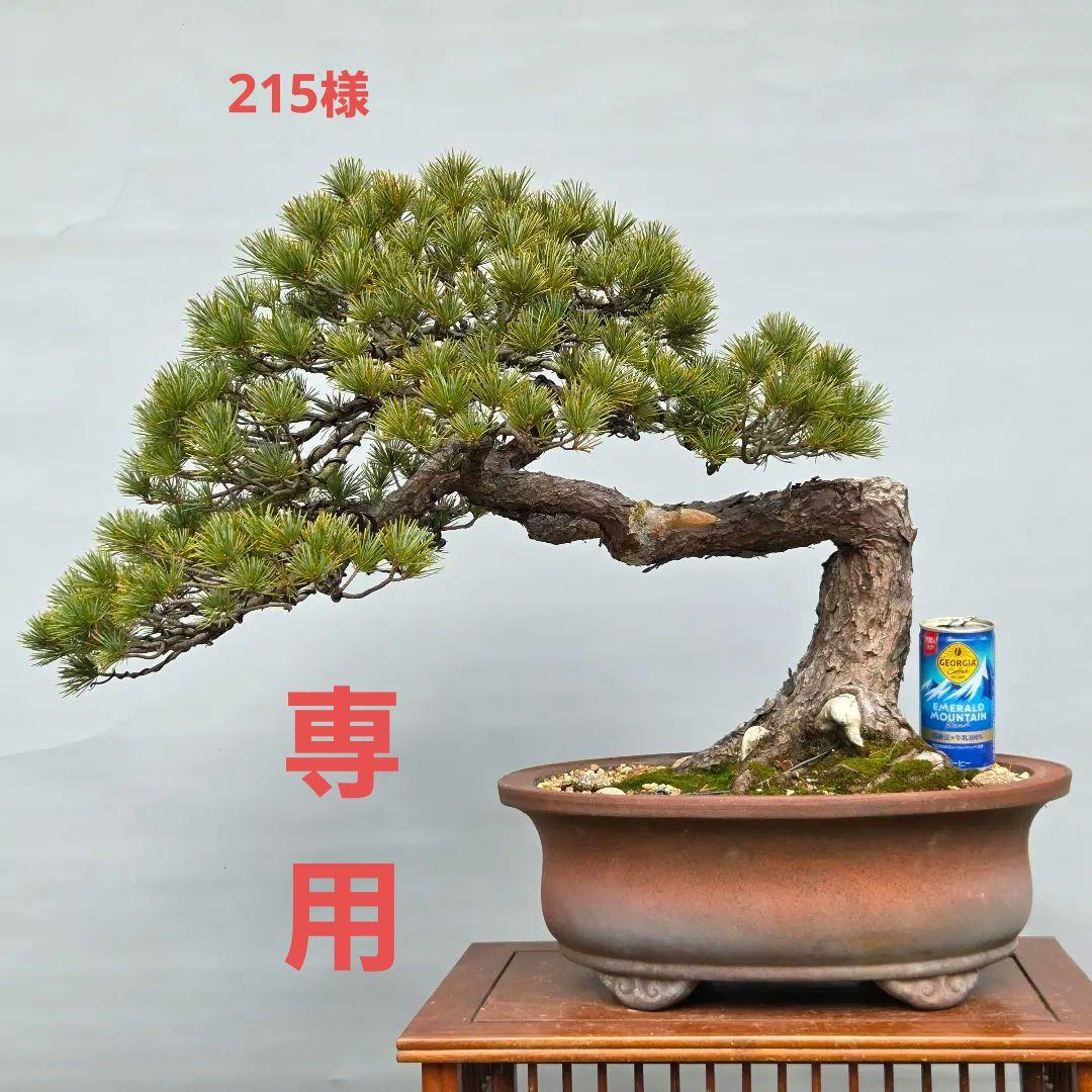 五葉松　[曲変わり木]　大品盆栽