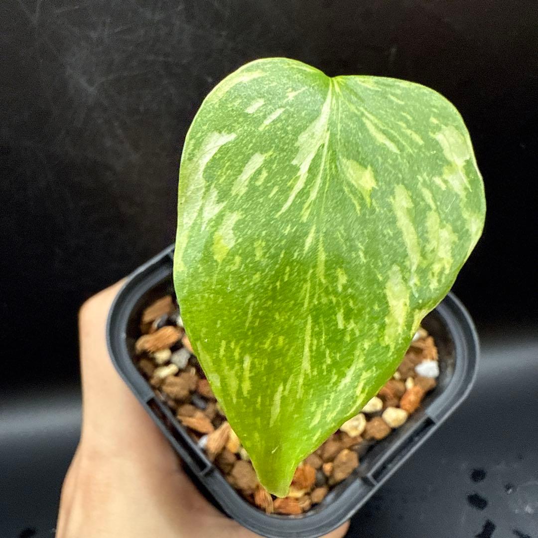 格安 モンステラ エレクトロライト