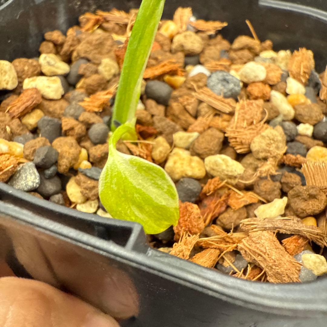 格安 モンステラ エレクトロライト