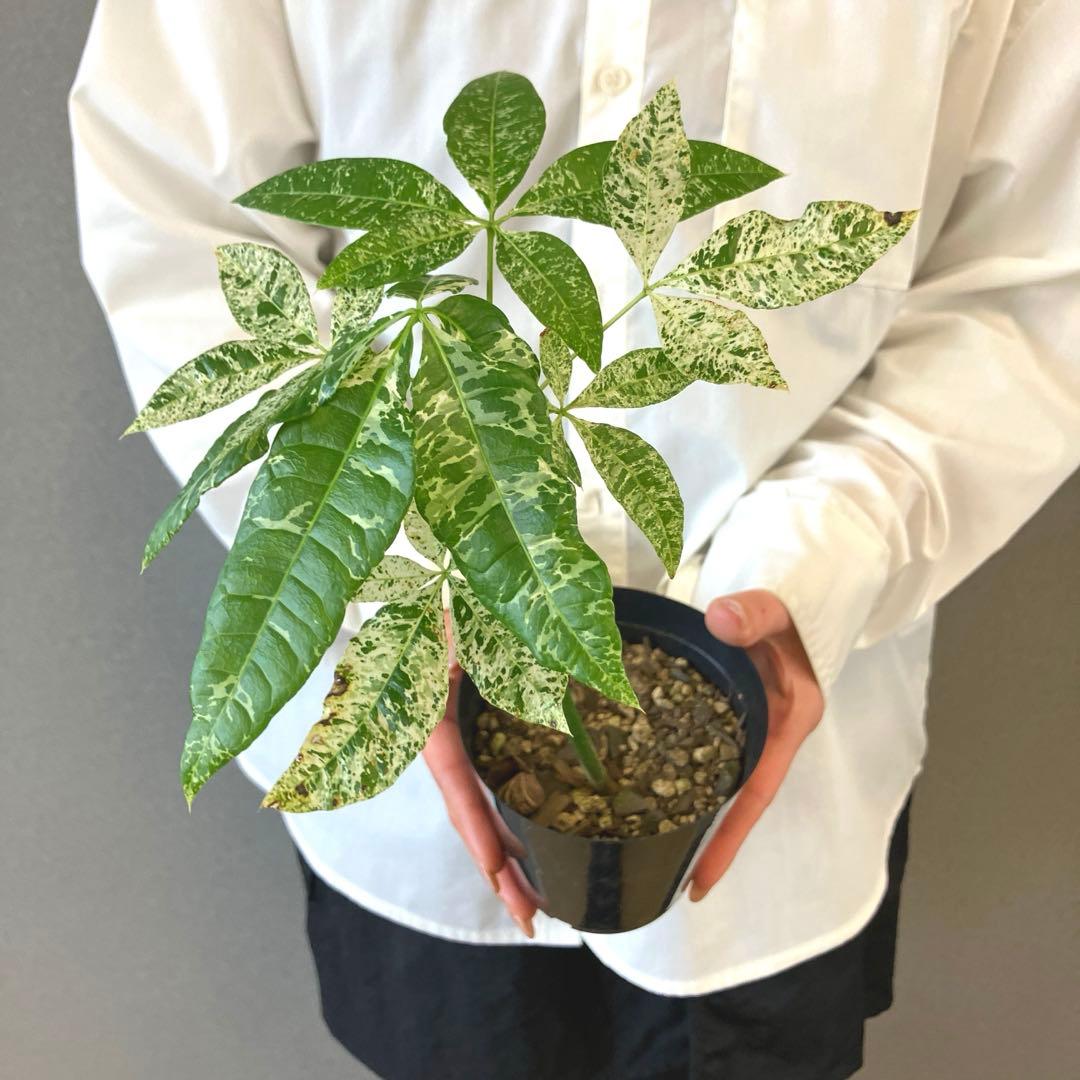 超希少❗️国産❗️パキラ　ミルキーウェイ　実生✨