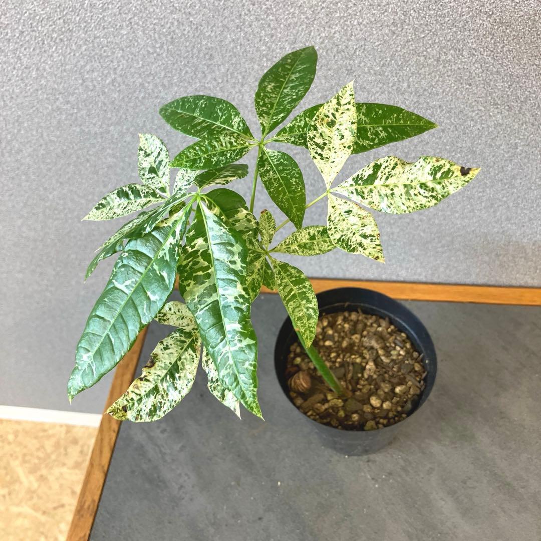 超希少❗️国産❗️パキラ　ミルキーウェイ　実生✨