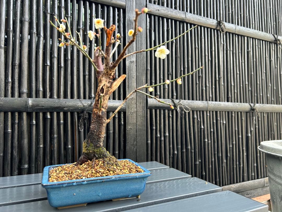 梅盆栽 中型 青色鉢 開花中　小品盆栽