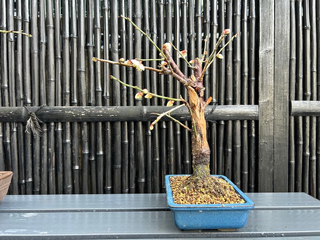 梅盆栽 中型 青色鉢 開花中　小品盆栽