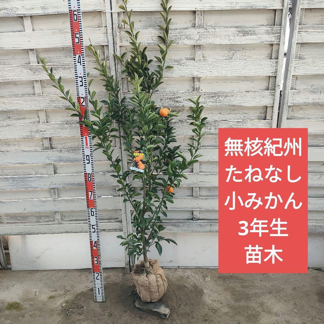無核紀州 種無し小みかん 3年生 実つき 大苗