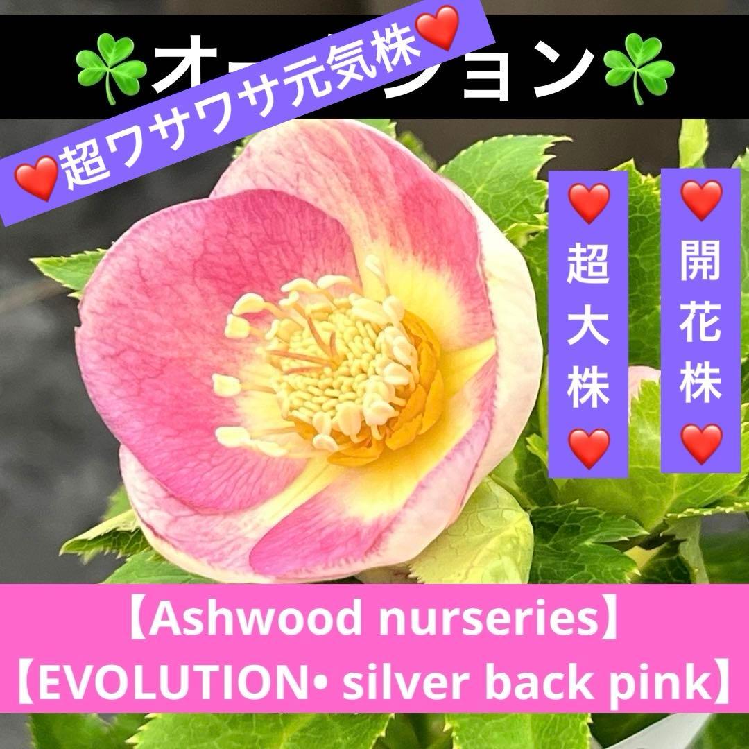 ヒ*ロ様 ❤️超元気❤️開花株❤️超大株❤️619【Ashwood】【親株】【E