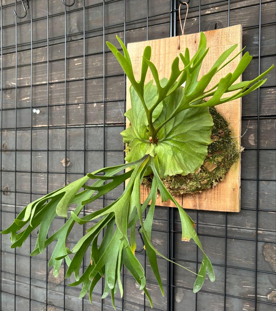 [現品•美株] 細葉Mt.Kitshakoodキッチャクード 国内管理　リドレイ