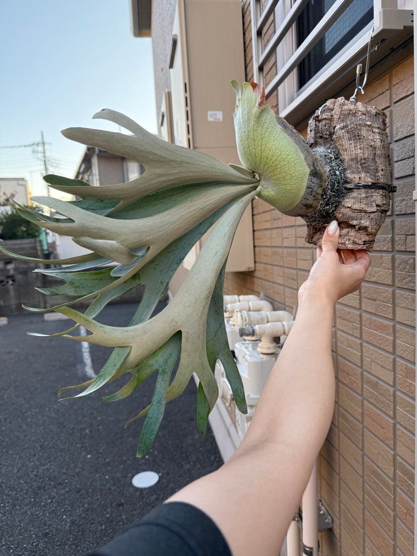 ビカクシダ No ID