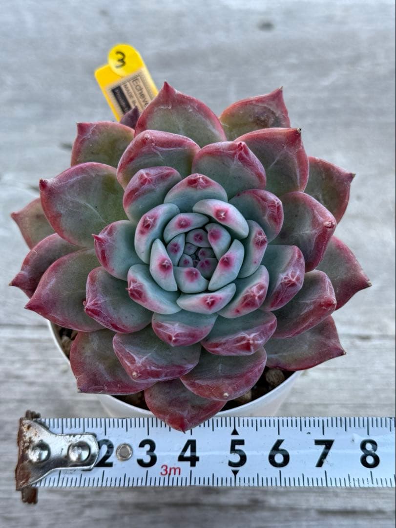 3 希少　大苗　SAMリンゼアナNo.6 カリフォルニア輸入　多肉植物