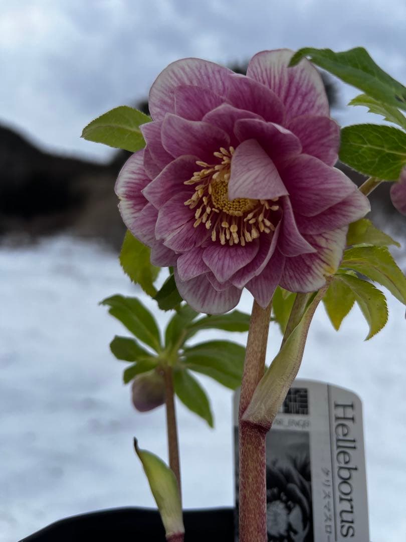 クリスマスローズ　ソレイユ系